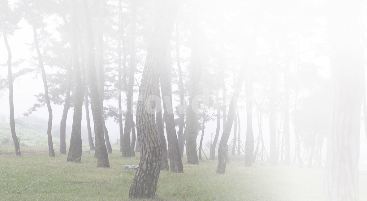 자연,풍경,식물,나무,소나무,소나무숲,숲,동산,소나무동산,안개,아침,풀밭,잔디밭,풀,남평,드들강,드들강유원지,강변,둔치,나주시,계절,여름
