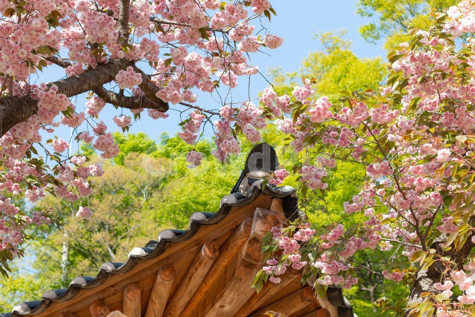 벚꽃,겹벚꽃,꽃,봄,한국자연경관,한국자연풍경,개심사,flower,감성,자연,식물,나무,봄,계절,spring,season,식물,자연,plants,nature,꽃,flower,plant,blossom