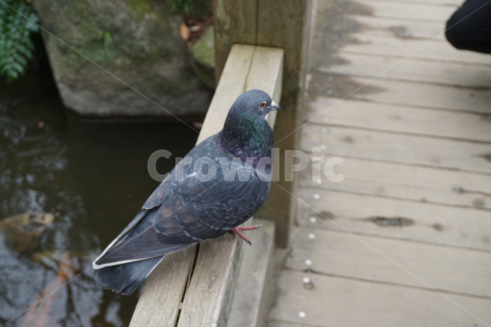 일본,비둘기,새,조류,연못,동물,animal,조류,새,birds