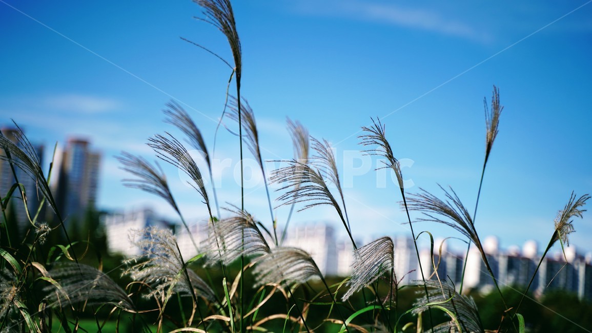 억새,가을,도시,강변,가을하늘,식물,감성,가을,계절,fall,autumn,season,grass,잔디,plant,lawn,reed,갈대