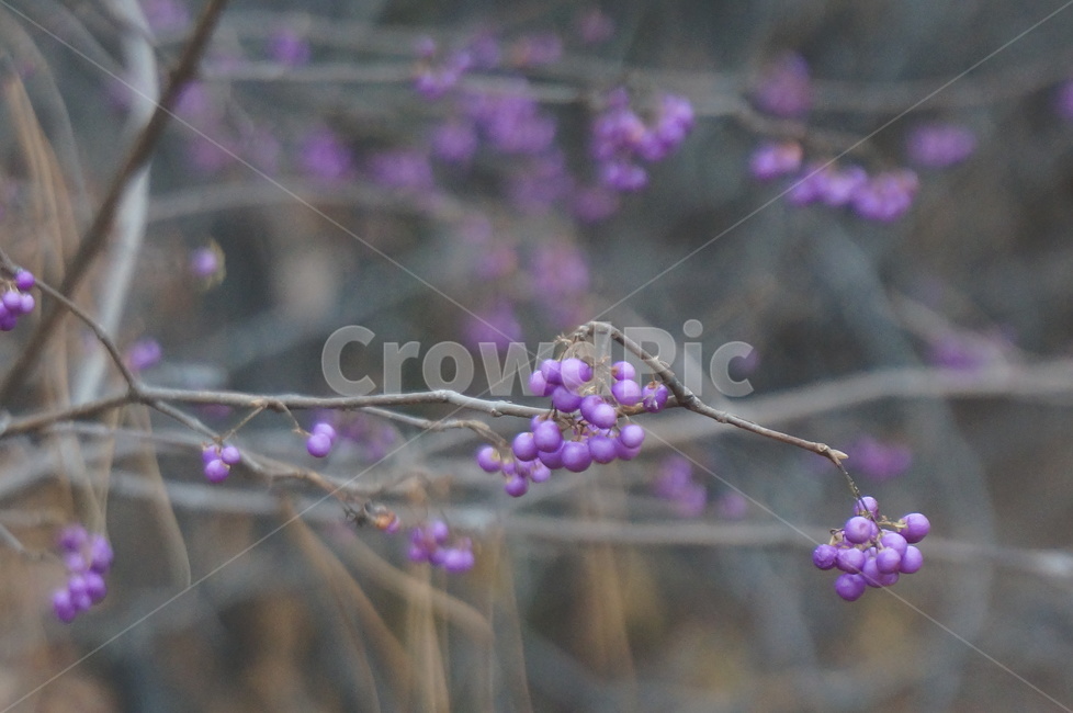 좀작살나무,좀작살나무열매,보라색열매,예쁜열매,나무열매,식물,자연,plants,nature,과일,열매,fruit