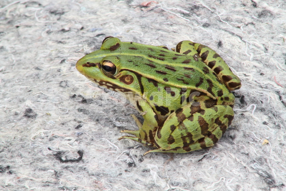 개구리,양서류,동물,토종개구리,frog,동물,animal,파충류,양서류,reptile,amphibian