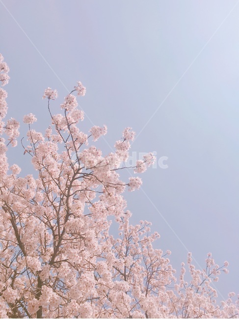 blossom,식물,plant,꽃,flower,봄,spring
