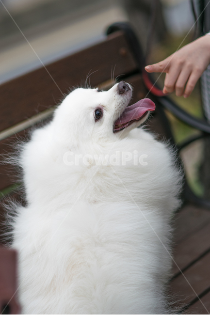 동물,개,반려견,손,스피츠,animal,dog,hand,spitz,dogandhand,귀여운,cute,동물,animal,포유류,mammal,개,강아지,dog,doggy