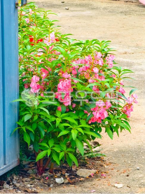 Balsam,blue gate,country house,balsam,balsamflower