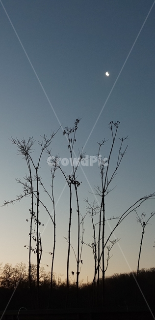 moon,달,밤,night,tree,나무,야경,밤,풍경,nightscape,night,landscape,silhouette,실루엣