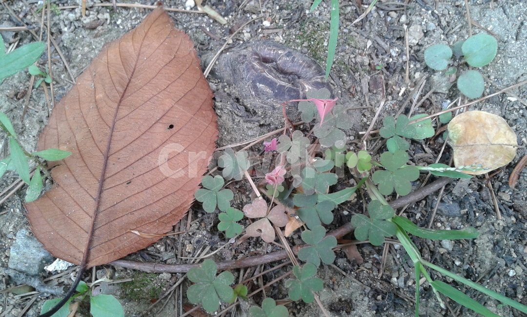 leaf,잎,plant,식물,낙엽,가을,계절,fall,autumn,season
