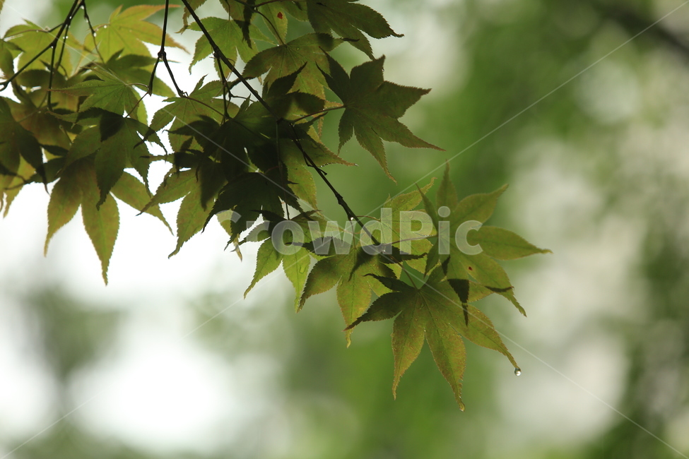 비,소경,풍경,비오는날,비오는소경,rain,식물,자연,plants,nature