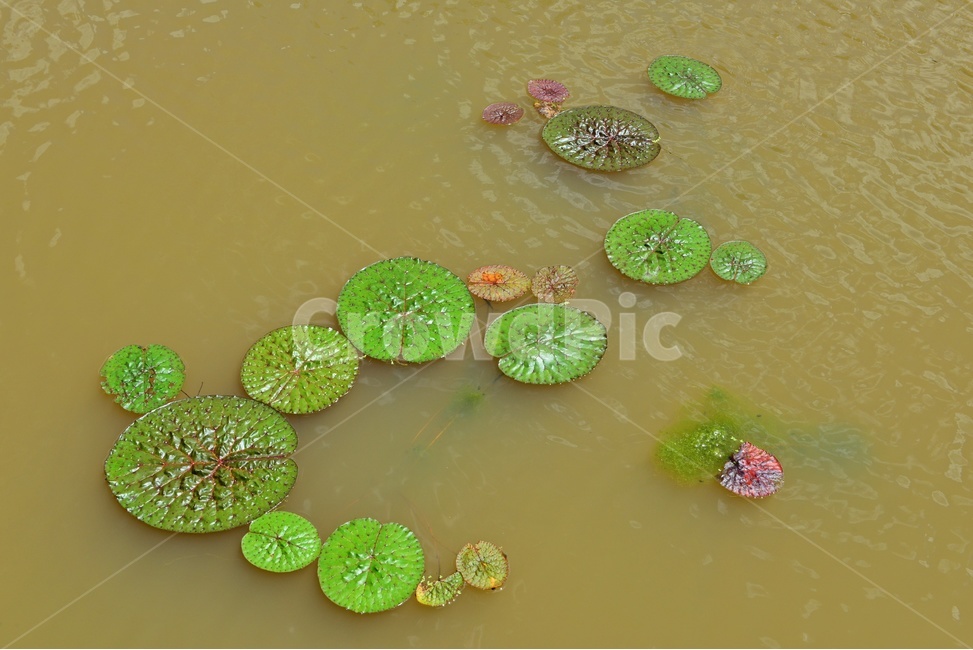 plant,식물,flower,blossom,꽃,leaf,잎,outdoors,옥외,nature,자연,수련,연잎,연못,물