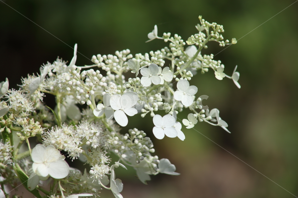 나무수국,수국,꽃,paniclehydrangea,treehydrangea