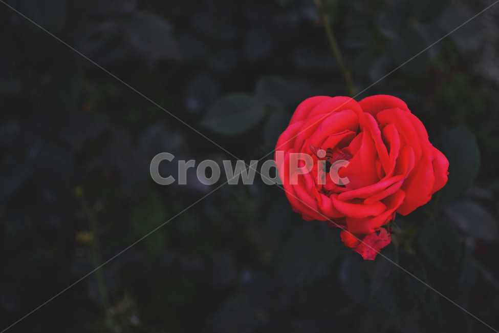 자연,벌,장미,꽃,감성,빈티지,nature,flower,rose,bee,식물,느낌,식물,자연,plants,nature,꽃,flower,동물,animal,곤충,벌레,insect,bug,색깔,색상,색채,색감,color sense,color sensitivity,feeling of color