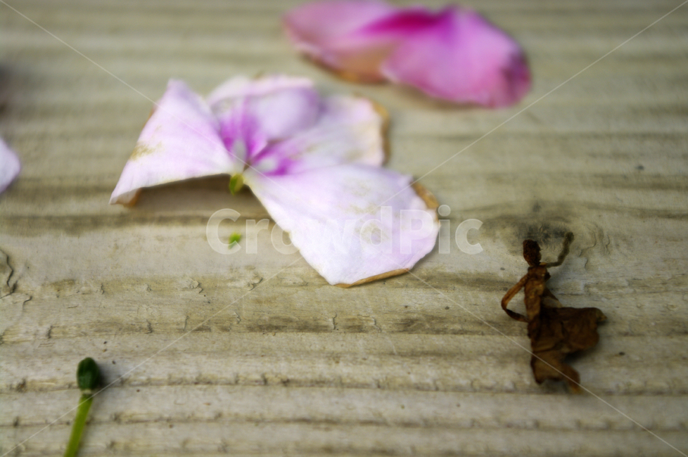 꽃,flower,plant,color,꽃잎,식물,자연,plants,nature,꽃,flower