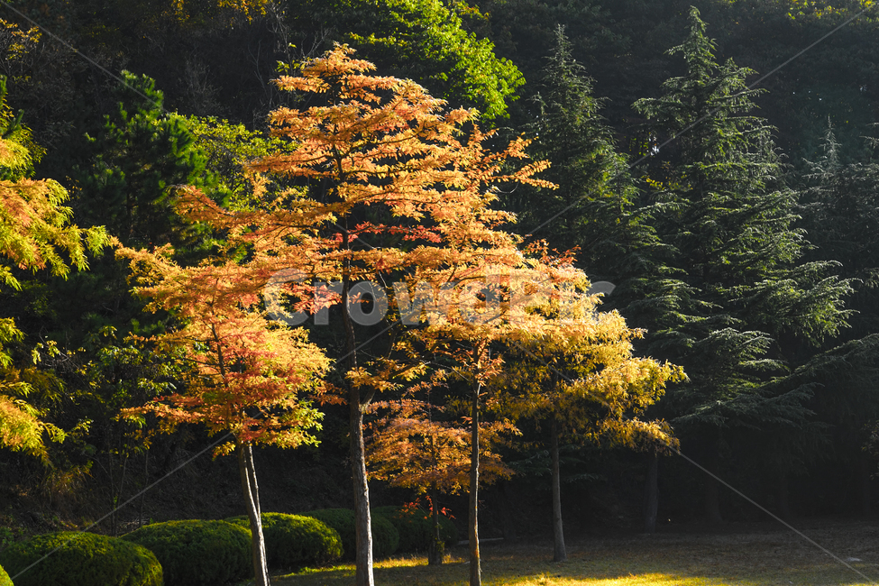 가을,단풍,계절,이색,나무,숲속,산,가을,계절,fall,autumn,season,tree,plant,식물,maple