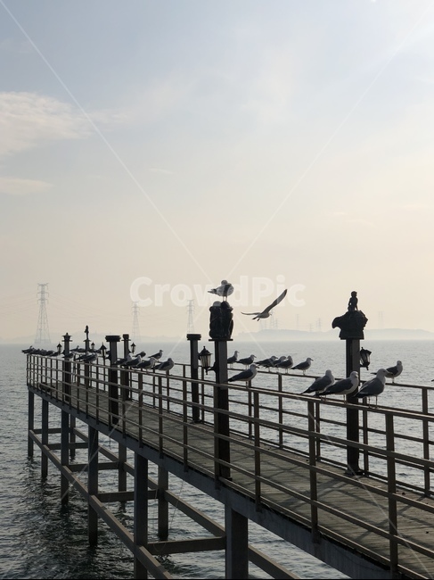 갈매기,새,물,바다,동물,포트,bird,animal,dock,동물,animal,조류,새,birds