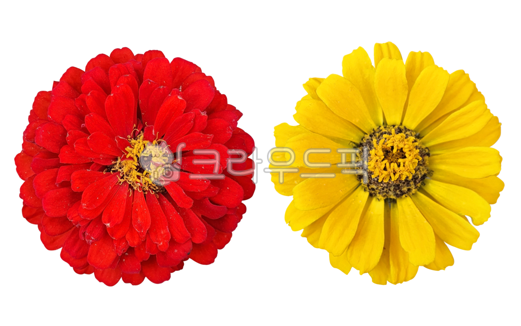 꽃누끼,plant,식물,꽃,백일홍,누끼,png,여름,가을,계절,노란꽃,빨간꽃,blossom,여러겹,가을꽃,flower,배경없음,수술,암술,잎,yellow,red