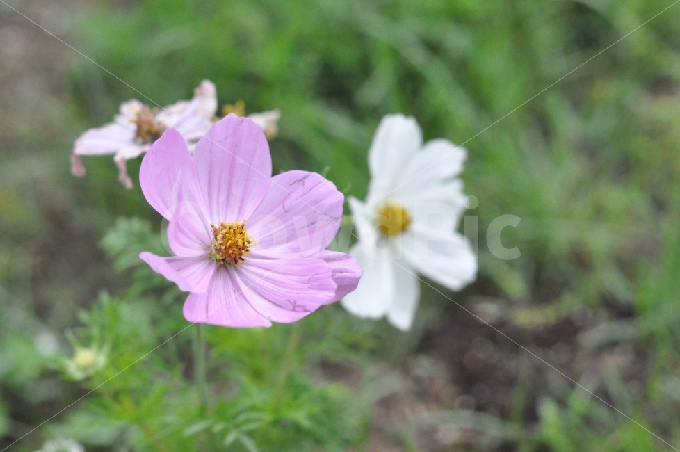 코스모스,가을,꽃,화단,예쁜배경,식물,자연,plants,nature,가을,계절,fall,autumn,season,꽃,flower,plant,blossom,geranium,제라늄