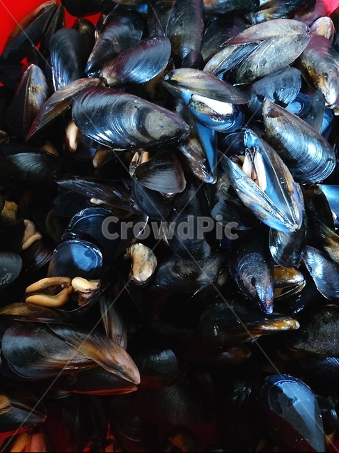 음식,조개,홍합,food,해산물,수산물,해산물,fishery products,seafood