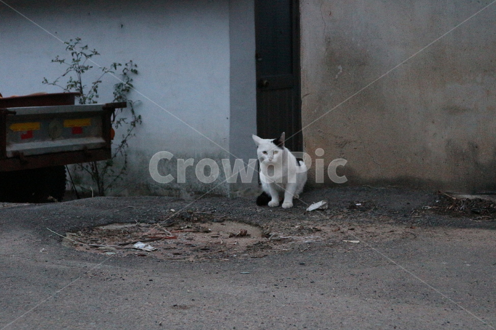 고양이,길고양이,동물,cat,animal,포유류,바둑이,얼룩,점박이,흰고양이,거리,초저녁,해질녘,시골,시골길,경운기,낡은,오래된,산책,산책길,쓸쓸한,외로운,여유로운,mammalia,countryroad,country,road,walk,promenade,tiller,old,lonely,lonesome,relaxed
