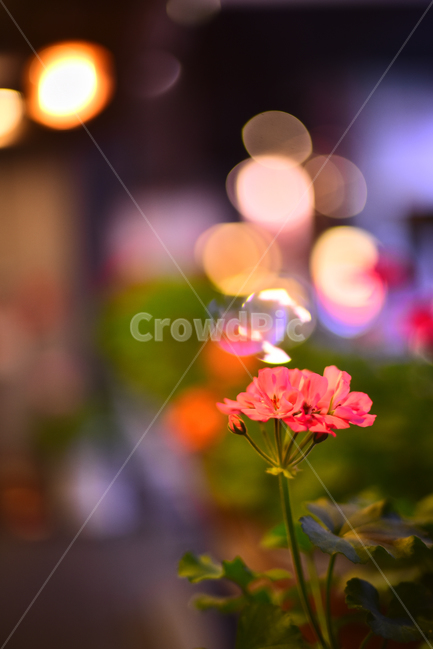 야간,제라늄,빨강색,보케,빛망울,빛,조명,불빛,light,flowers,bokeh,nightview,화초,꽃,야경,분위기,느낌,필,감성,feeling,emotional,sensible,background,배경,바탕,백그라운드