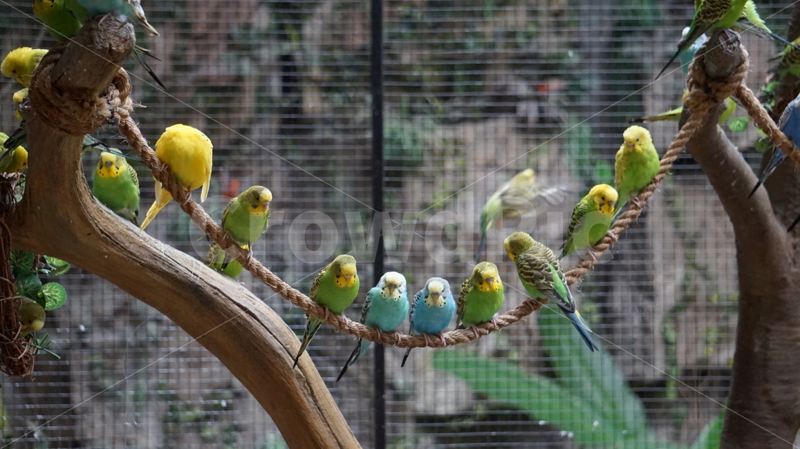 새,bird,조류,색감,사진,동물,animal,조류,새,birds