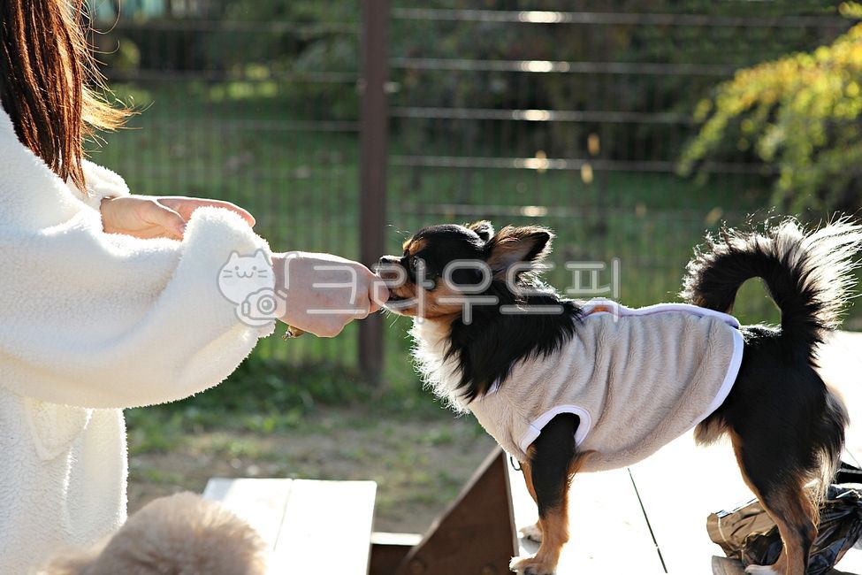 개,강아지,동물,애완견,반려견,애완동물,공원