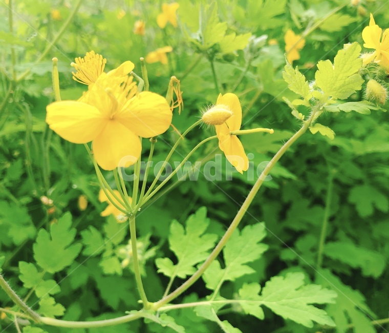 노란꽃,꽃,꽃밭,노랑,노란색,식물,자연,plants,nature,꽃,flower