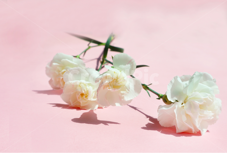 오브젝트,식물,봄,계절,시즌,자연,봄꽃,화사한,예쁜,아름다운,클로즈업,플라워,부드러운,싱싱한,실내,누끼,어버이날,분홍색,분홍꽃,핑크,핑크색,가정의달,감사,선물,5월,스승의날,카네이션,꽃