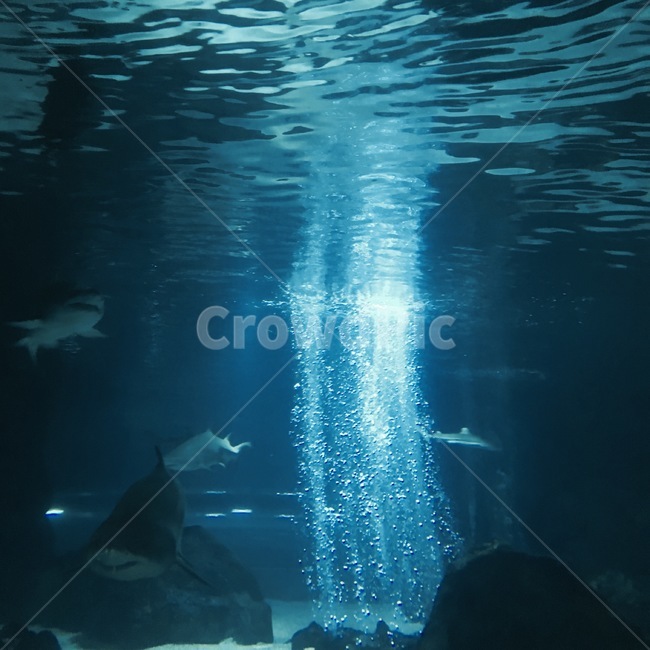 water,물,nature,자연,수족관