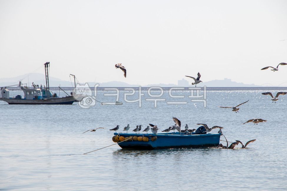 horizon,morning sea,bird,Seagull,Ship,anchorage,boat,Waiting