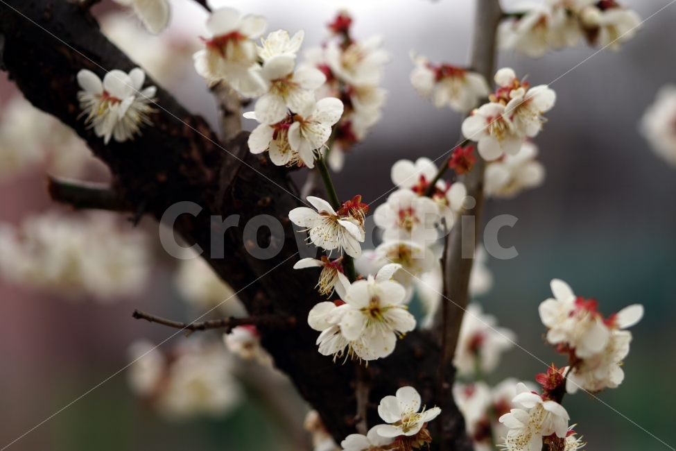 매화,꽃,나무,나뭇가지,산,봄,자연,플라워,꽃봉오리,flower,nature,spring,접사,macro,클로즈업,closeup,tree,숲,숲속,산림,삼림,조경,식물,plants,봄꽃,감성,힐링,풍경,landscape,식물,자연,plants,nature,봄,계절,spring,season,꽃,flower,plant,blossom