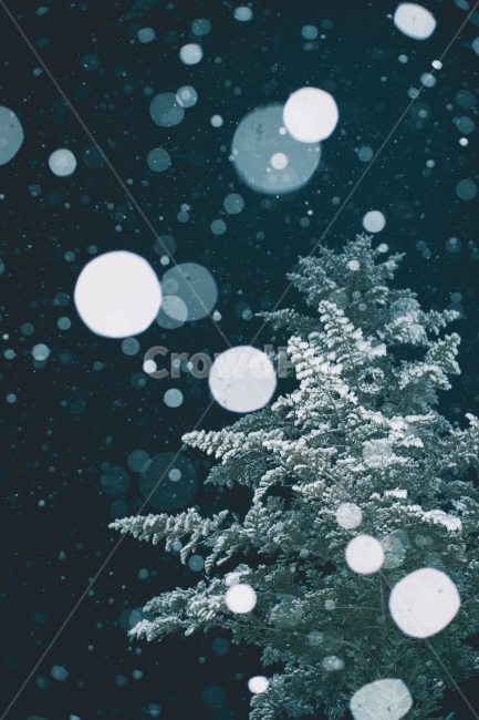 눈,나무,겨울,보케,저녁,밤,야경,자연,겨울나무,겨울,계절,winter,season,야경,밤,풍경,nightscape,night,landscape,식물,자연,plants,nature,나무,trees,wood,감성,sensible,feeling,outdoors,옥외,ice,빙