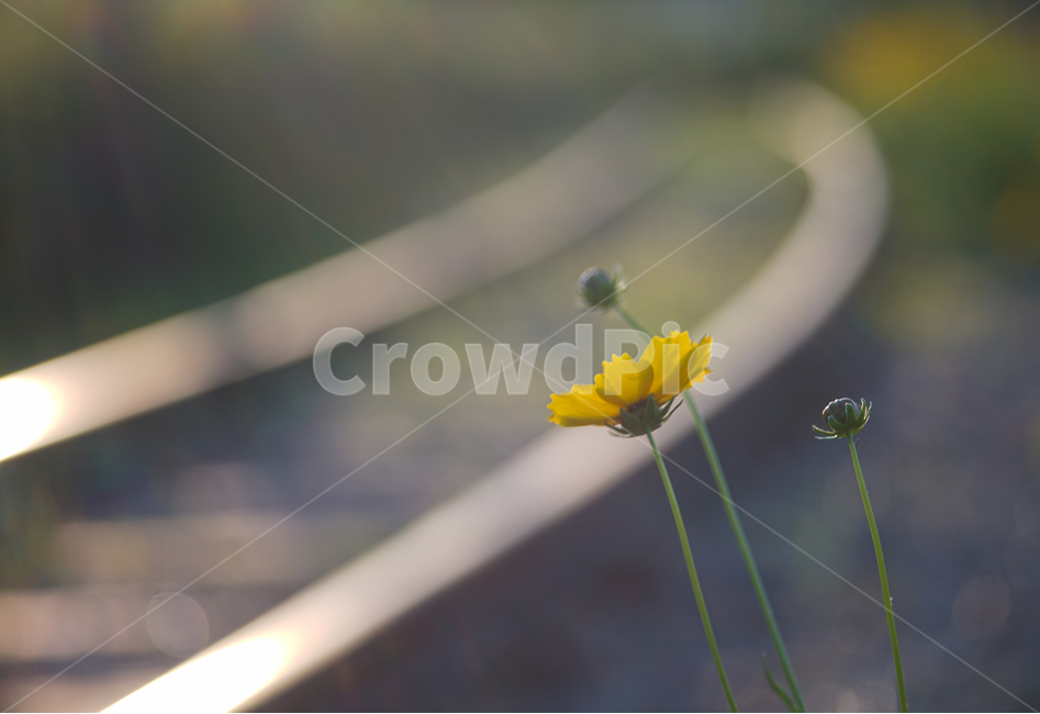 꽃,철길,야생화,저녁빛,레일,자연,들꽃,식물,자연,plants,nature,꽃,flower
