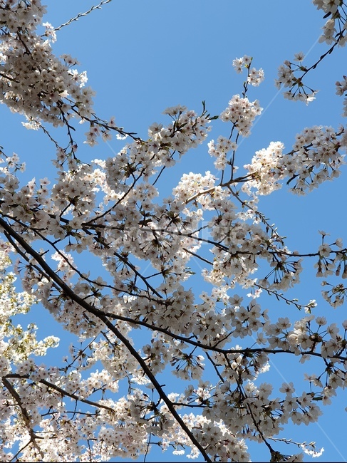 벚꽃,봄,나무,하늘,자연,감성,봄,계절,spring,season,plant,식물,flower,꽃,blossom