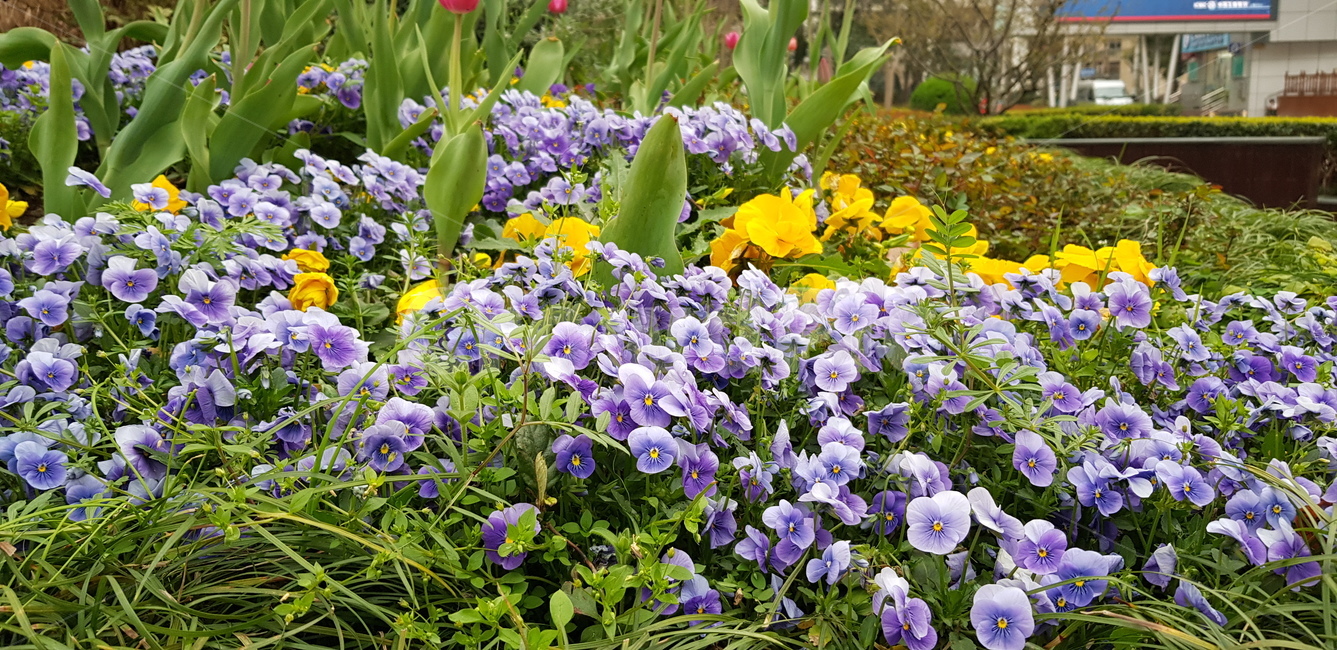 꽃,들꽃,봄,연보라,보라색,흰색,자연,계절,식물,season,plants,nature,flower,식물,자연,plants,nature,꽃,flower