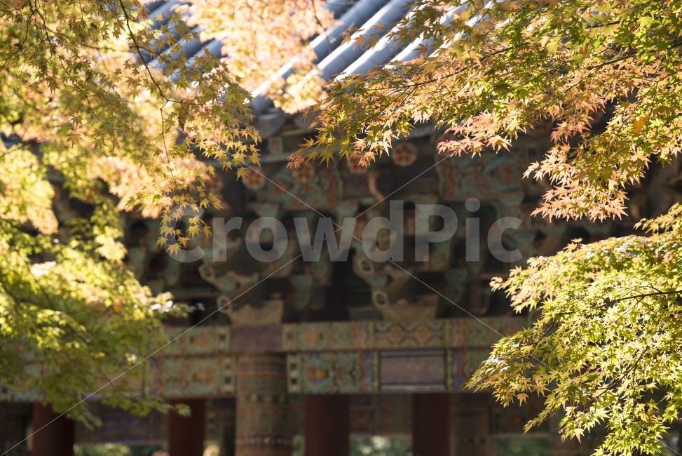불국사,사찰,가을,세계문화유산,풍경,국보,계절,배경,전통,절,경치,조용,정적인,단풍,건물,건축,보전,오래된,신라,나무,문화,역사,햇빛,햇살,단청,가을,계절,fall,autumn,season,휴식,힐링,rest,relaxation,healing,한국전통,한국문화,korean traditional,korean culture,종교,신앙,religion,belief,faith,tree,plant,식물,maple