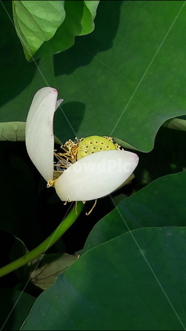 관곡지,연잎,연꽃,식물,청순함,식물,자연,plants,nature,꽃,flower