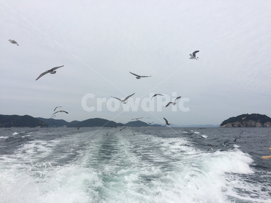 바다,sea,파도,갈매기,물