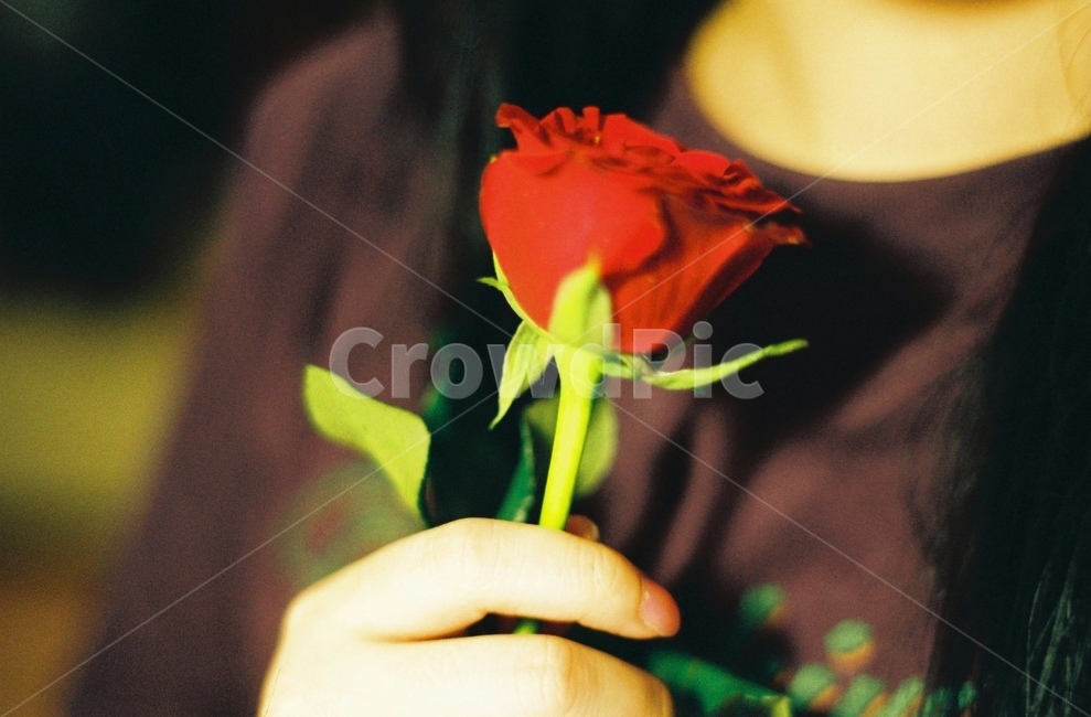 장미한송이,장미,꽃,꽃한송이,rose,감성,sensible,feeling