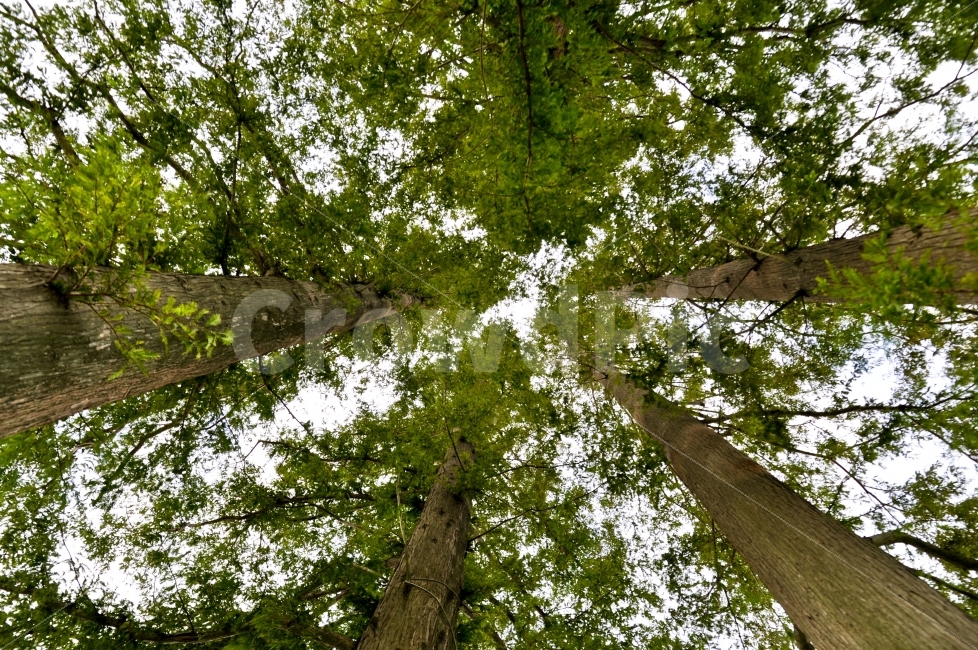 경주,감성,나무,자연,감성사진,니콘,nikon,식물,자연,plants,nature,나무,trees,wood,휴식,힐링,rest,relaxation,healing