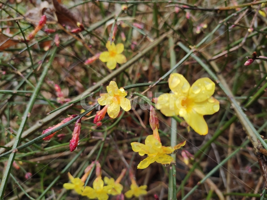 영춘화,중국원산,노란꽃,개나리,봄,봄꽃,blossom,plant,식물,flower,꽃,관상용,개나리꽃