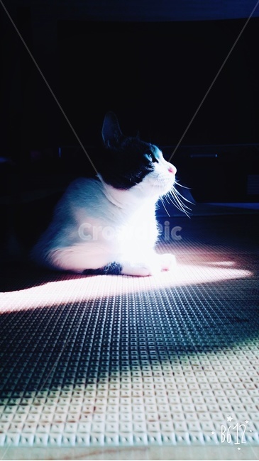 고양이,cat,아름다운,신비로운,몽환적인,바다,느낌,귀여운,예쁜