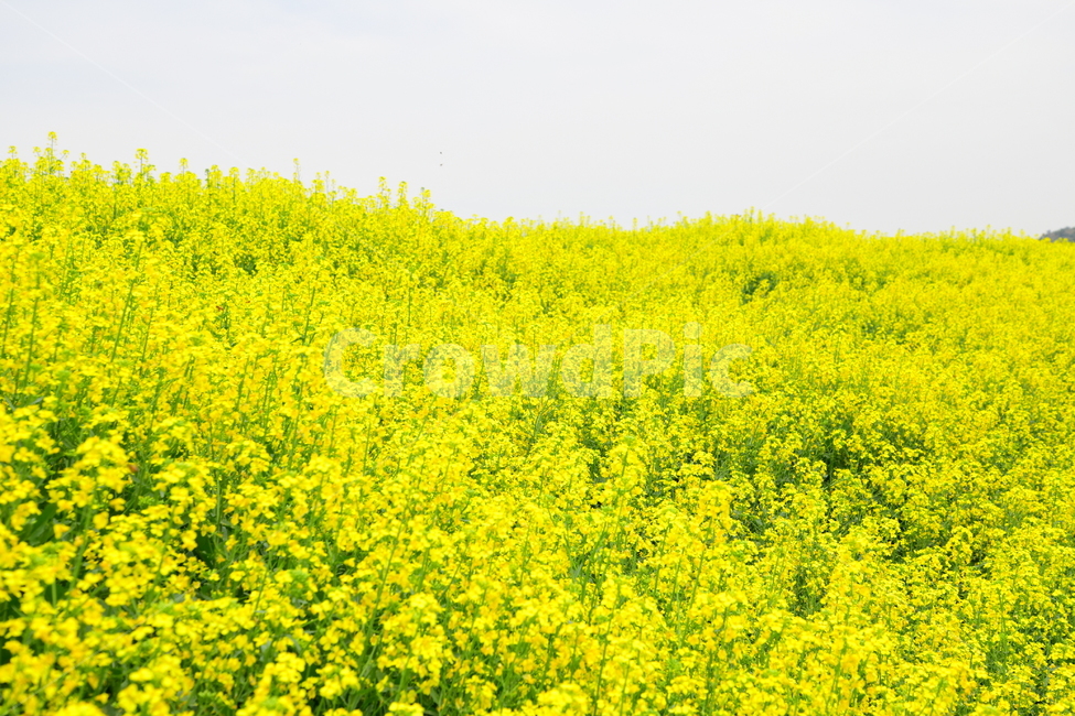 들,field,옥외,outdoors,nature,plant,식물,공원,유채꽃,봄,계절,spring,season,자연,풍경,nature,landscape