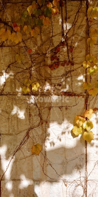 햇빛,가을,오후,빛,담벼락,낙엽,벽,그림자,그늘,fall,autumn,light,wall
