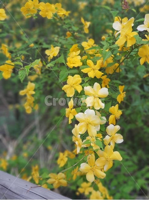 plant,식물,개나리,꽃,노란색,봄,식물,자연,plants,nature,꽃,flower