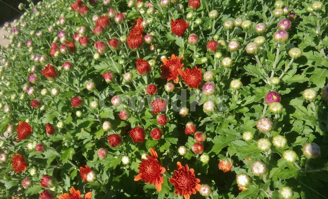 소국,관상식물,다년생초본식물,오상고절,숙근초,국화,식물,자연,plants,nature,꽃,flower