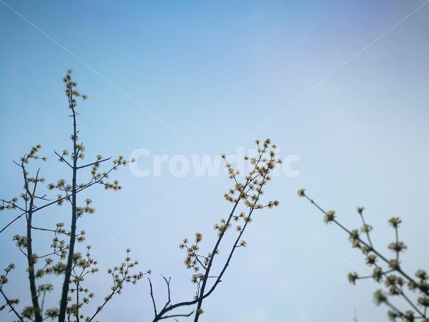 산수유,봄,노란색,꽃,하늘,봄,계절,spring,season,식물,자연,plants,nature,꽃,flower
