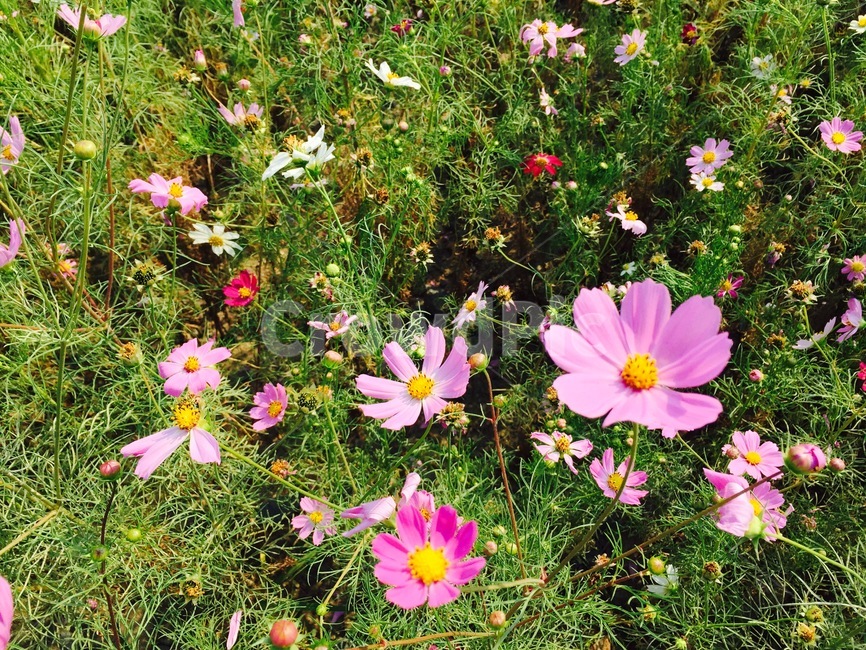plant,식물,petal,꽃잎,꽃,flower,코스모스,가을,가을,계절,fall,autumn,season,꽃,flower,blossom