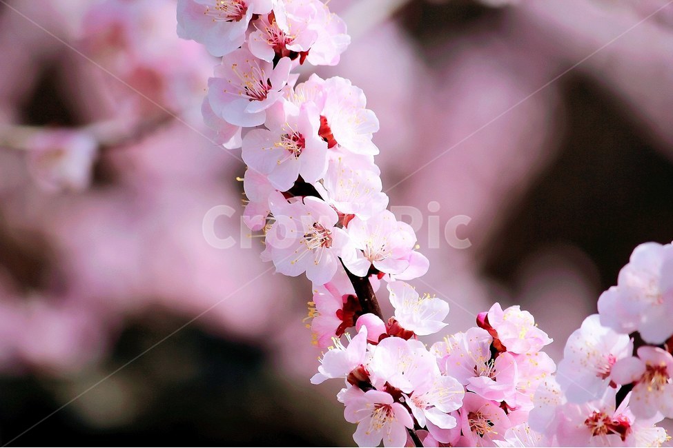 벚꽃,봄,봄풍경,꽃,감성,분위기,봄,계절,spring,season,식물,자연,plants,nature,꽃,flower,색깔,색상,색채,색감,color sense,color sensitivity,feeling of color,plant,blossom