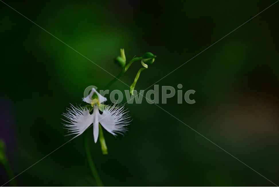 plant,식물,blossom,flower,꽃,난초과,관상용,하얀색,해오라비난초,해오라비난초꽃,야생화,다년생