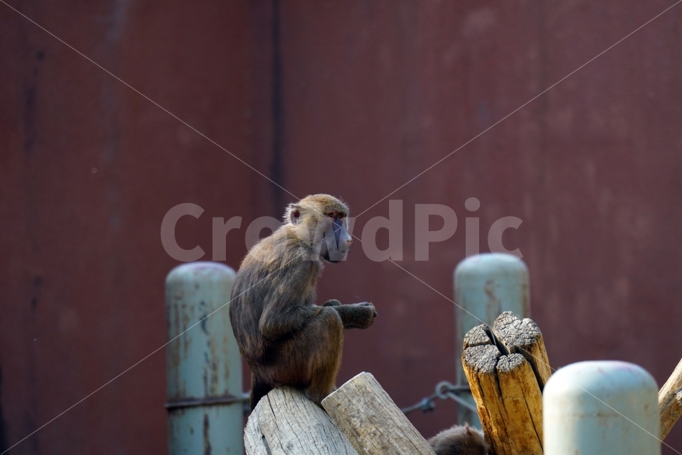 원숭이,동물,자연,animal,monkey,nature,snap,snapshot,스냅,스냅사진,스넵,스넵사진,동물원,공원,park,zoo,풍경,landscape,동물,animal,포유류,mammal